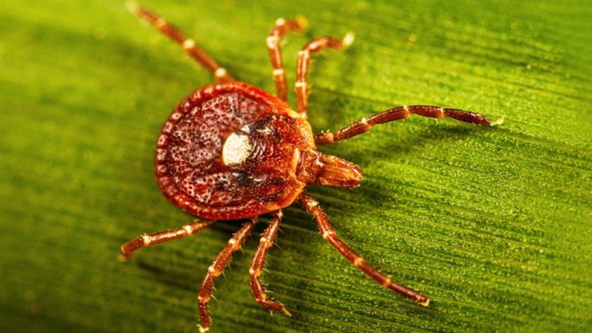 Adult lone star tick on a blade of grass.