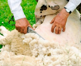 A person shearing a sheep