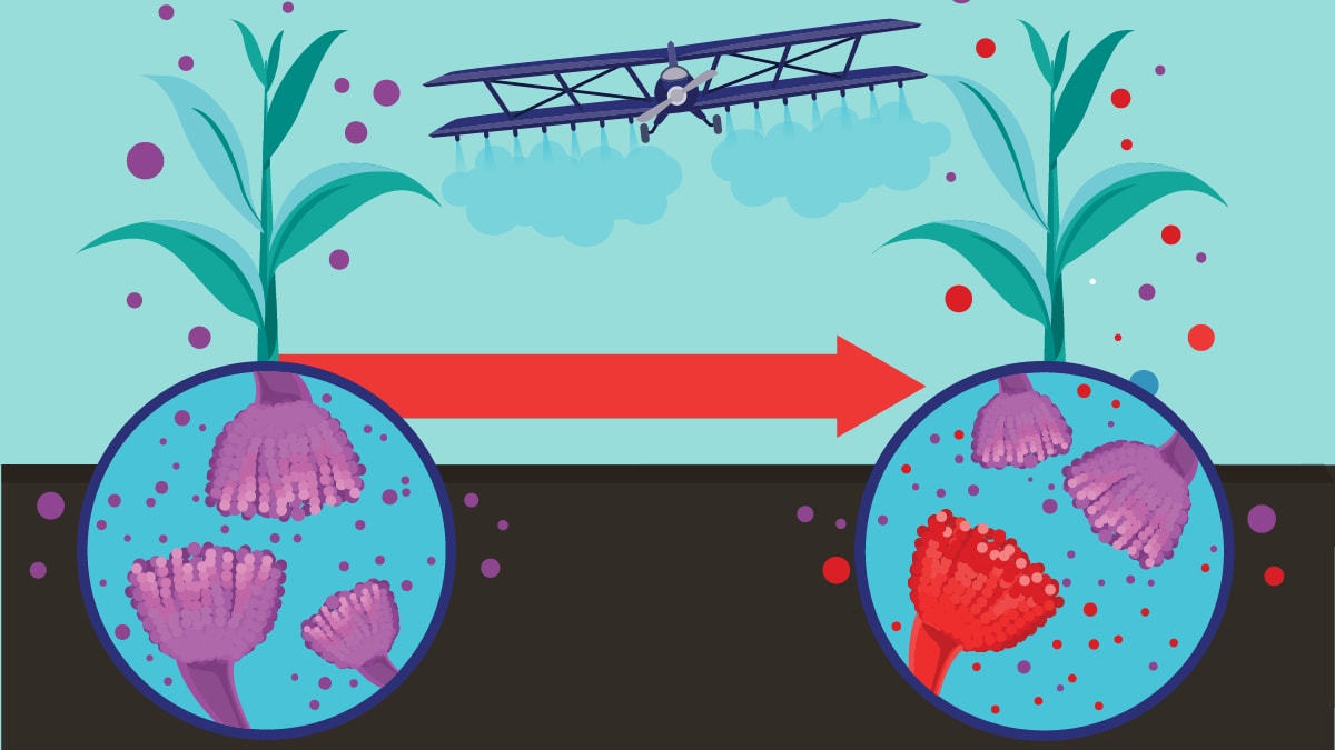 Azole spores represented in purple are around one plant with an arrow to indicate a second illustration of the same plant after azole spraying. Some spores turned to red to represent resistance.