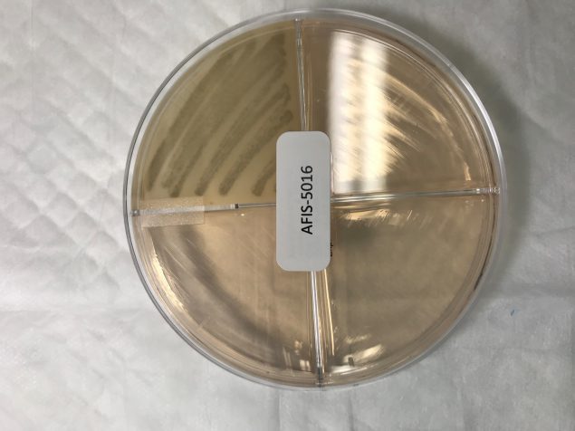 4-well screening plate illustrating well growth with a sticker on the center of the plate lid. Growth is occurring in the top half.