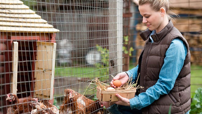 Woman collecting eggs from backyard chickens