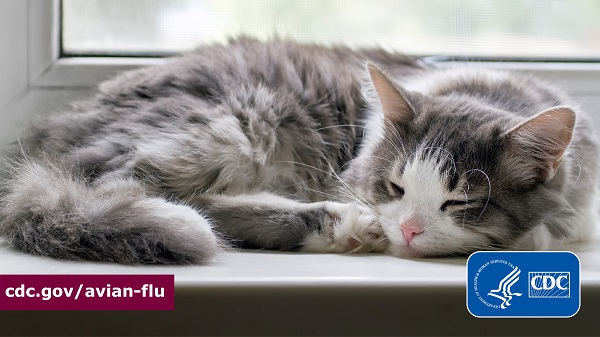 Sleeping cat