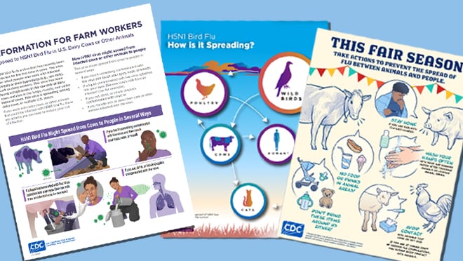 Bird flu resources