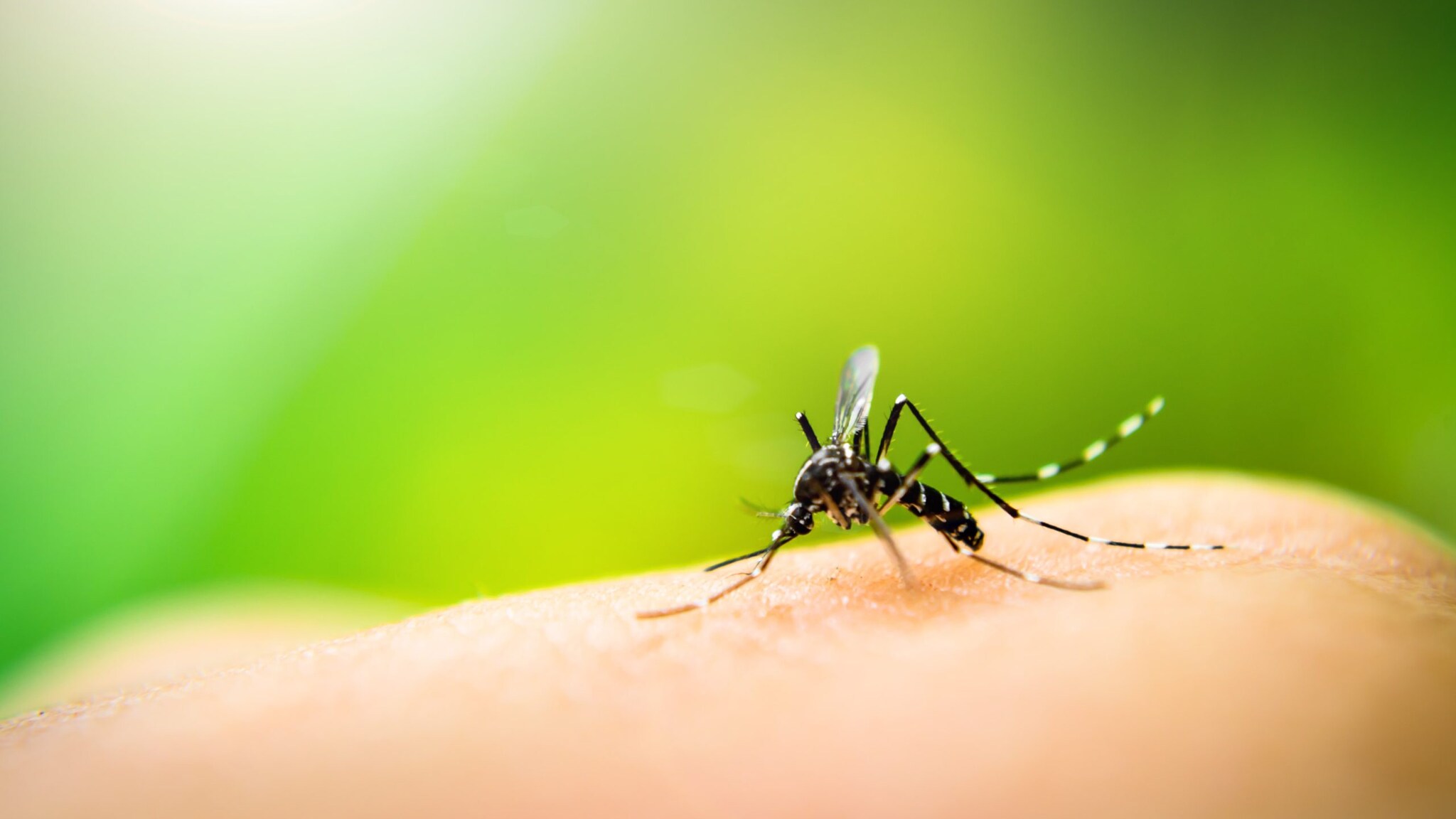 A mosquito that has landed on a person's arm.