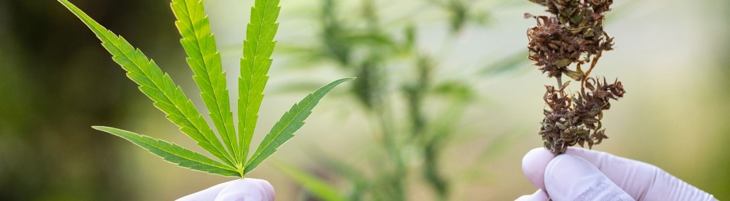 A hand with medical gloves holding a cannabis leaf in one hand and dried cannabis in the other.