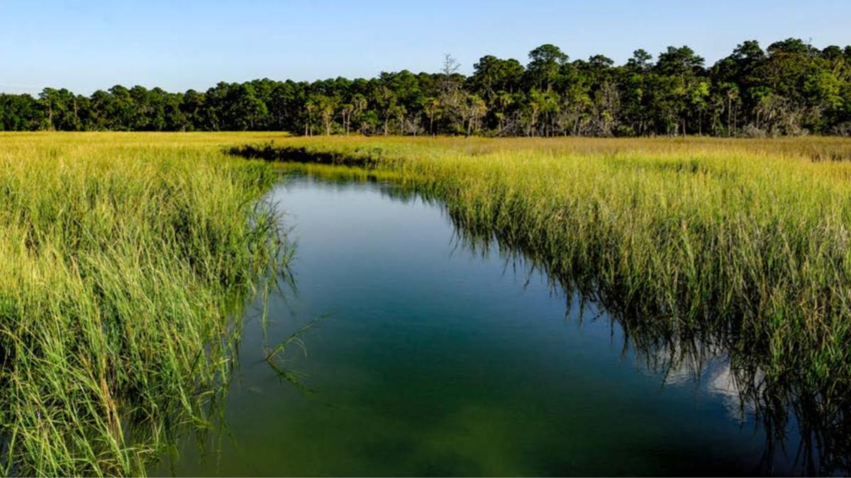 Southeast swamp