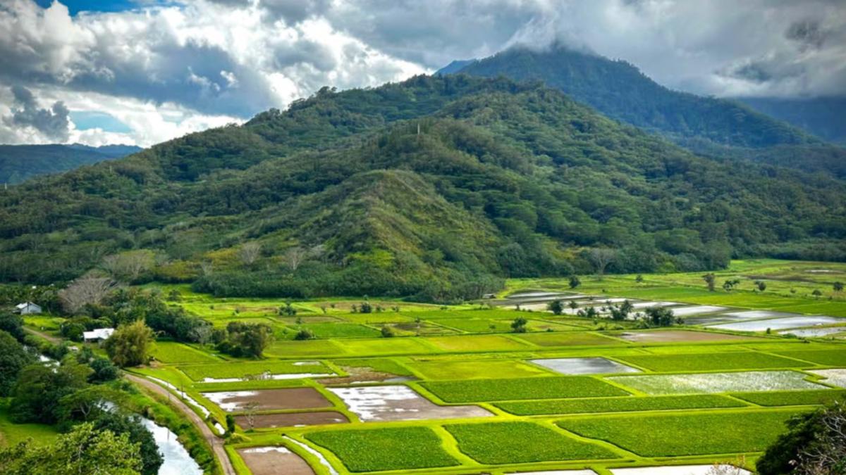 Vista of Hawaii