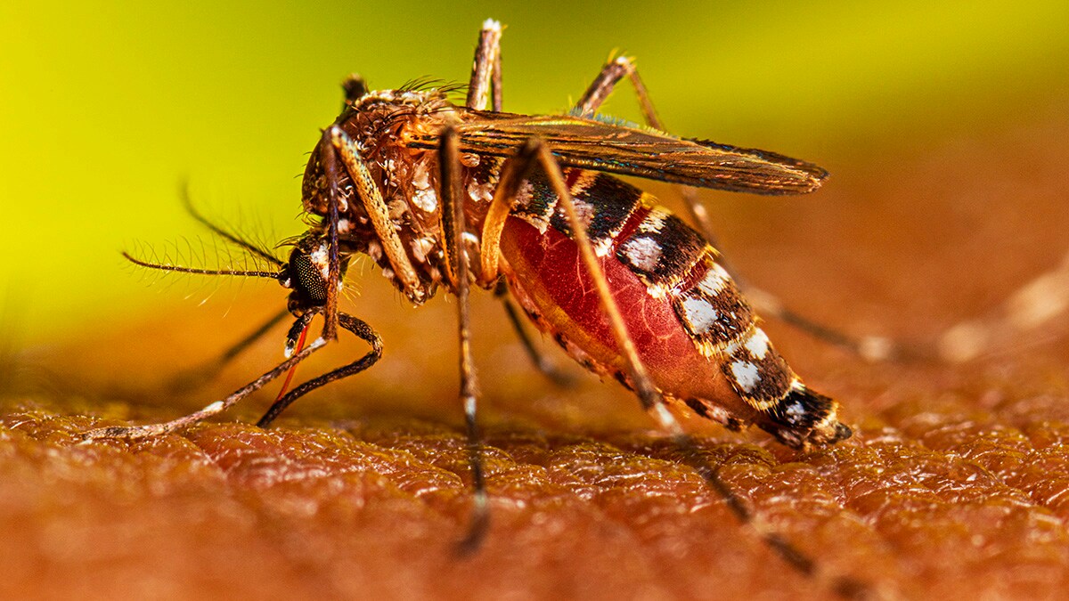 Adult Aedes Aegypti mosquito feeding on a host