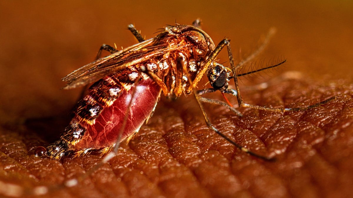 Aedes aegypti mosquito feeding on a person with dark skin.