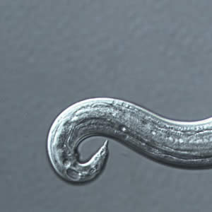 Acantonensis_tail_zoom.jpg