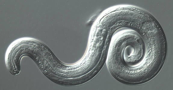 Angio2_dic_400x.jpg