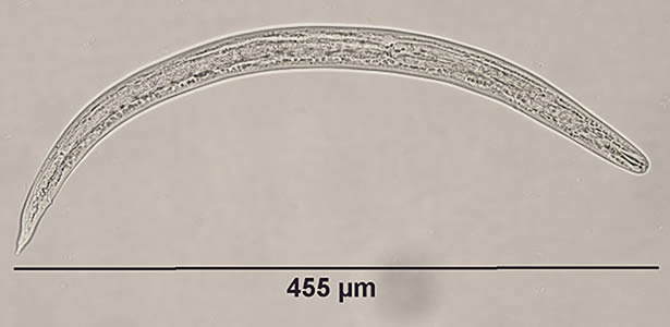 HI_slug4_200x_annot.jpg