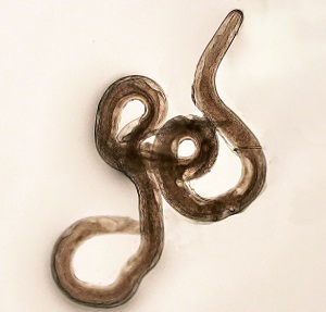 L5_fem Figure C