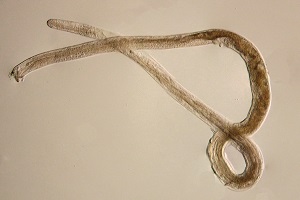 L5_male Figure A