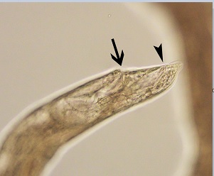 L5_post Figure D