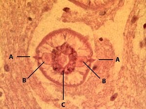 Baylis_Tissue_labels_B Figure B