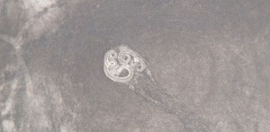 New_Larvae_D Figure D