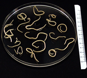 Baylisascaris_GA1adults.jpg