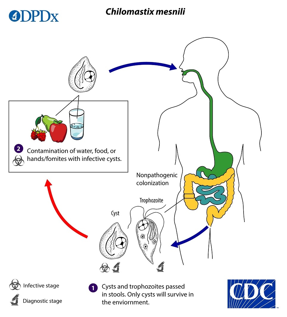 lifecycle