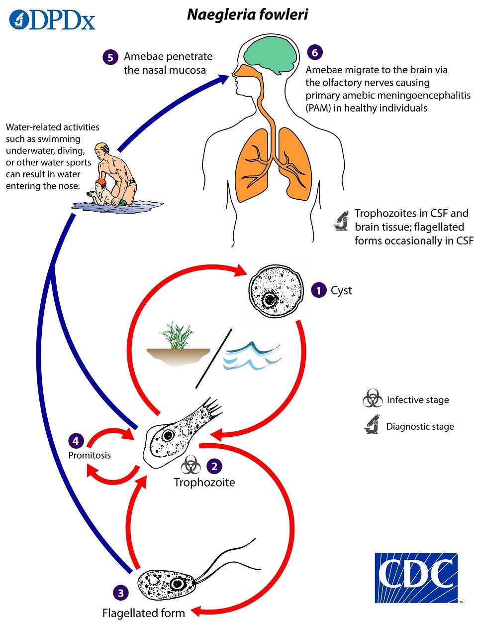 Lifecycle