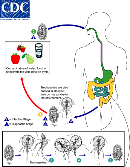 lifecycle