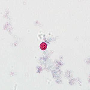 Case237_E.jpg