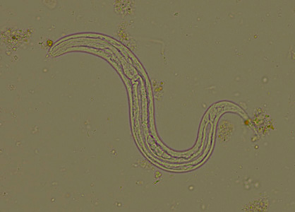 Case294_B.jpg