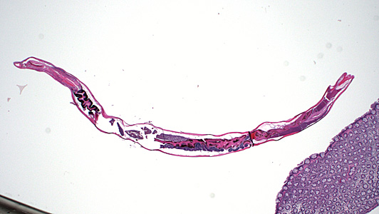Case373_A.jpg