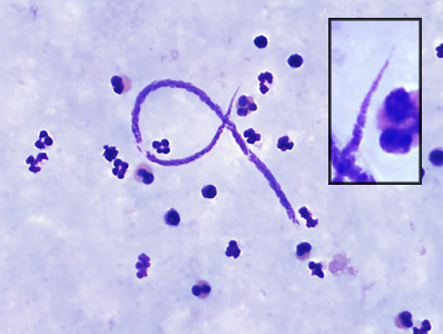 Case382_A.jpg