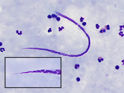 Case382_C.jpg