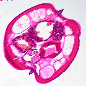 Case400_D.jpg