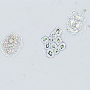 Case422_D.jpg