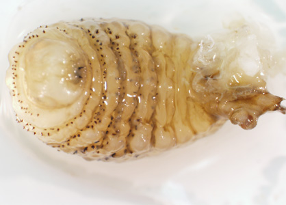 Case423_C.jpg