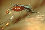 Female Anopheles dirus feeding