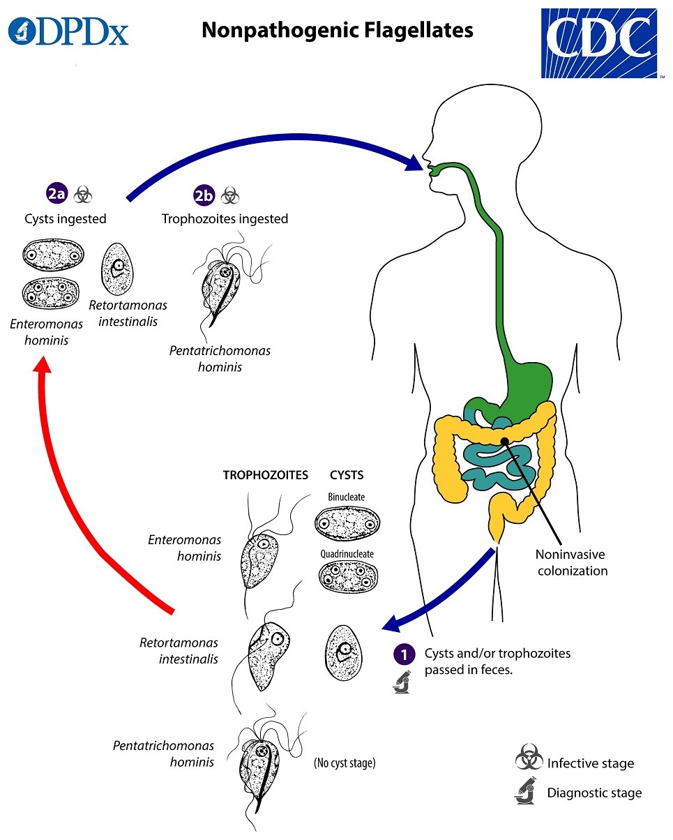 lifecycle