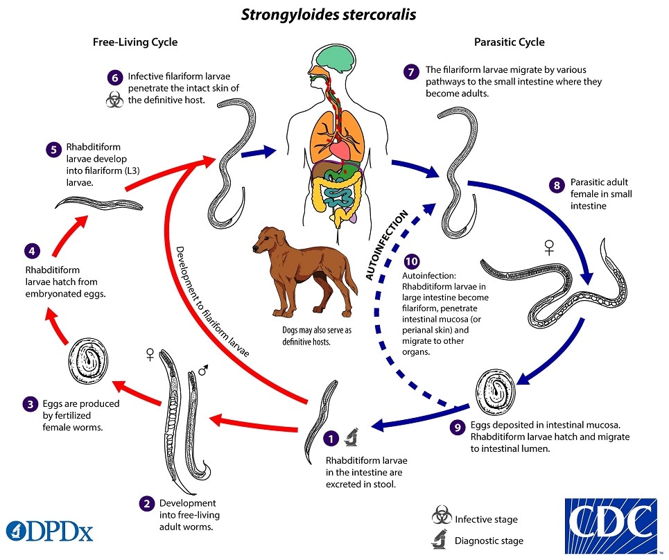 lifecycle