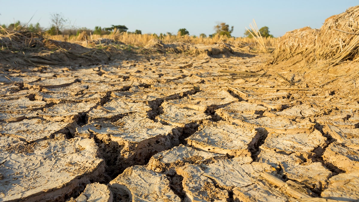 Cracked, brown earth from a dry river bed.