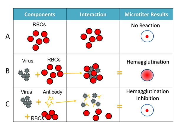 The HI test involves the interaction of red blood cells (RBCs), antibody and influenza virus.