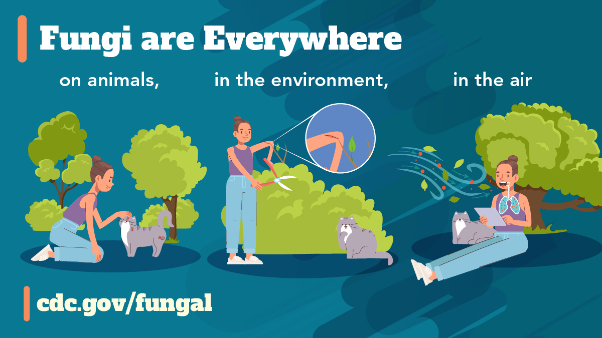 A person interacting with various outdoor settings including petting a wounded cat, trimming a bush, and sitting in a grassy area while leaves and spores float in the air and into the persons’ lungs. Text reads: “Fungi are everywhere: on animals, in the environment, in the air”