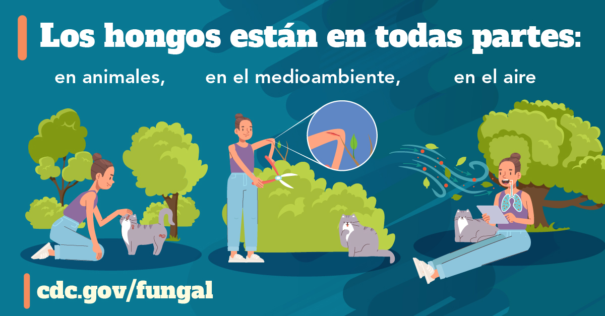 Una persona interactuando con un gato herido, podando un arbusto y respirando esporas. El texto dice: “Los hongos están en todas partes: en animales, en el medioambiente, en el aire”.