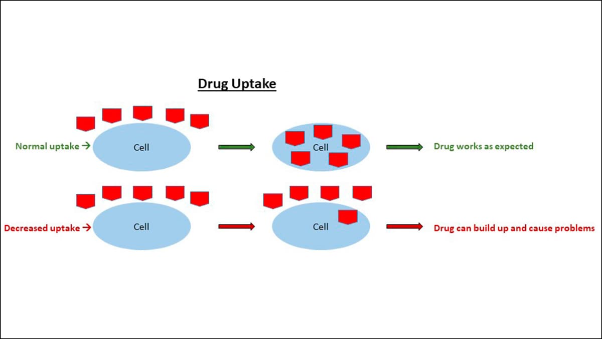 Drug Uptake: If your cells can take in the drug then the drug will work as expected. If your cells have decreased uptake of the drug, the drug can build up and cause problems. s