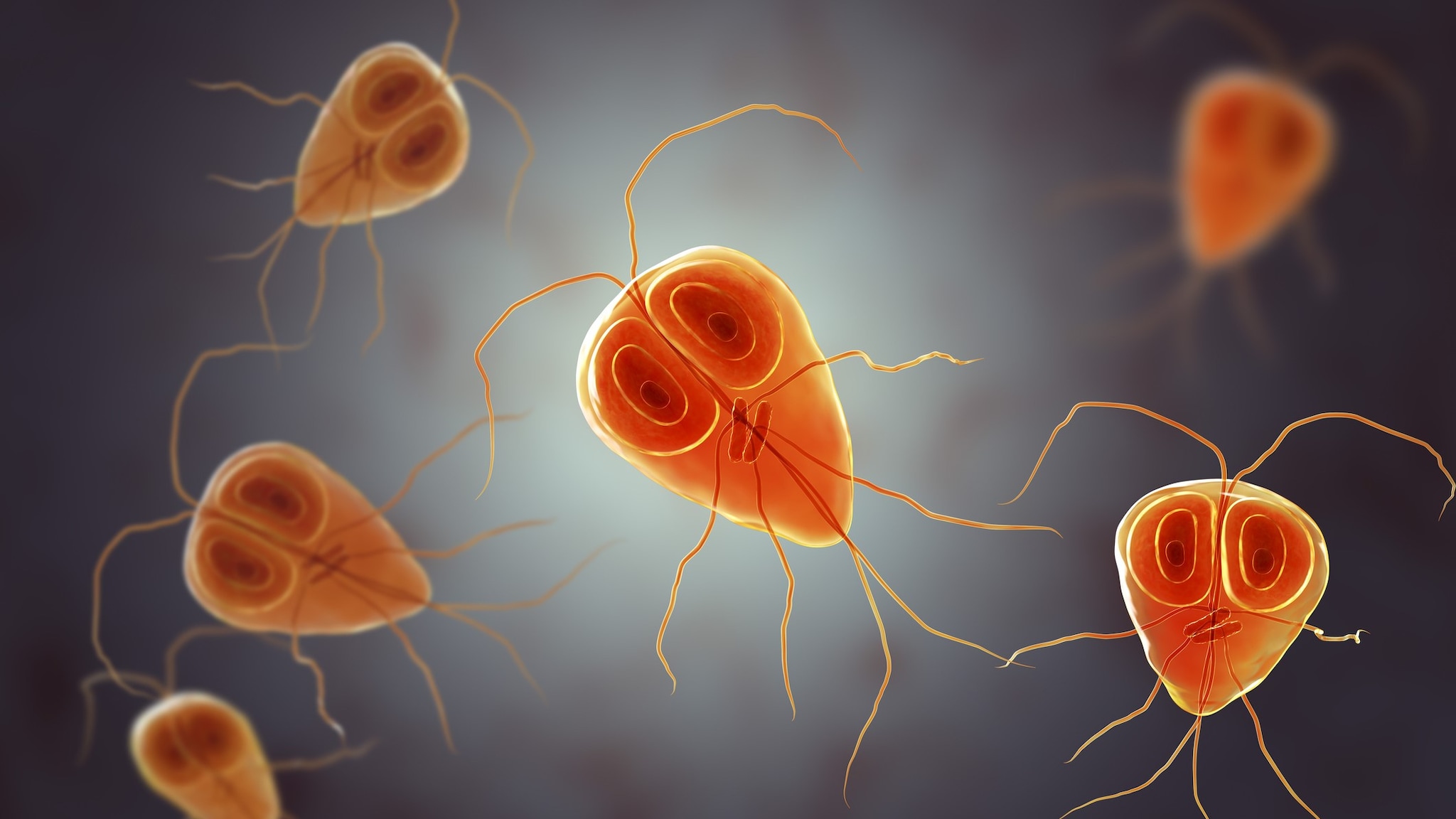 Illustration of Giardia parasites