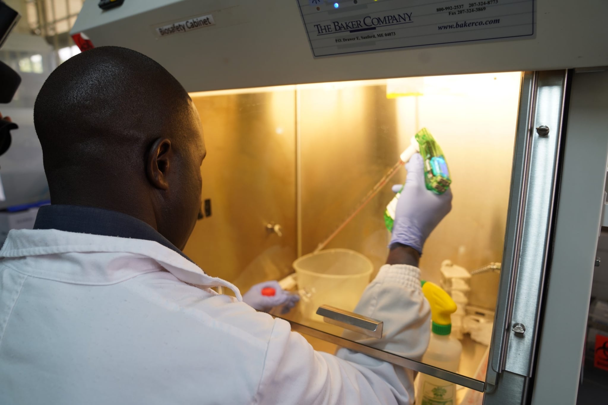 Lab worker wearing a lab coat and gloves, handling petri dishes and test tubes.