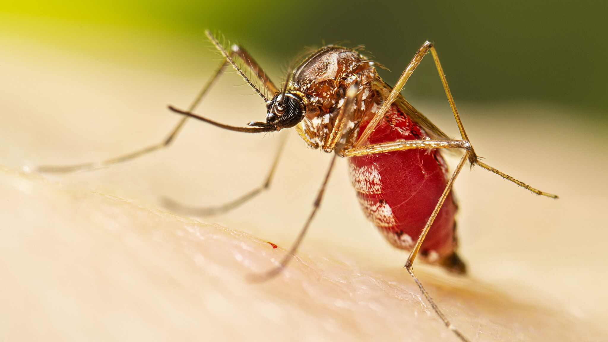 A close-up of a female Aedes aegypti mosquito on a human arm