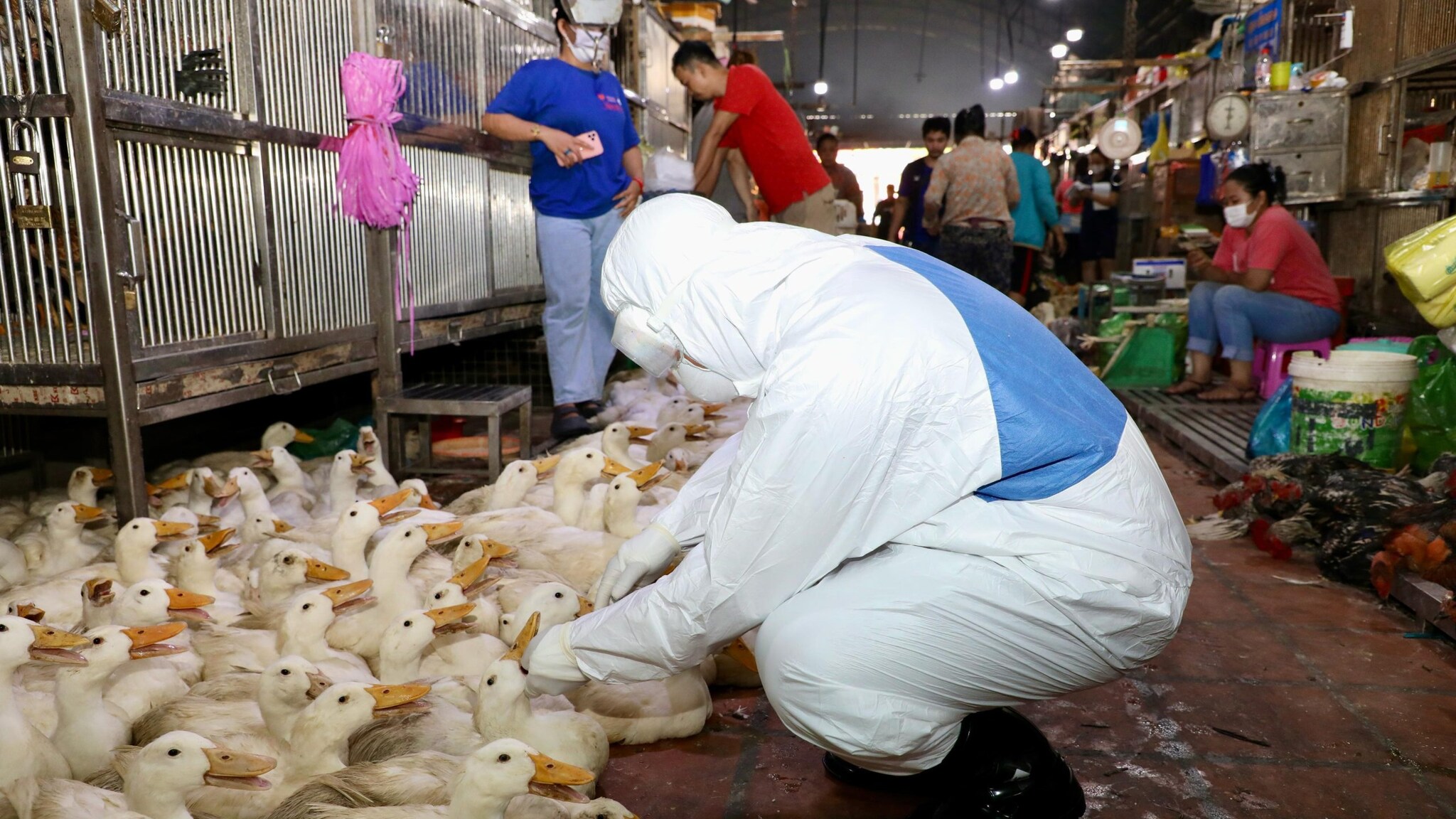 An individual in a protective white suit squats in a market observing a flock of ducks.