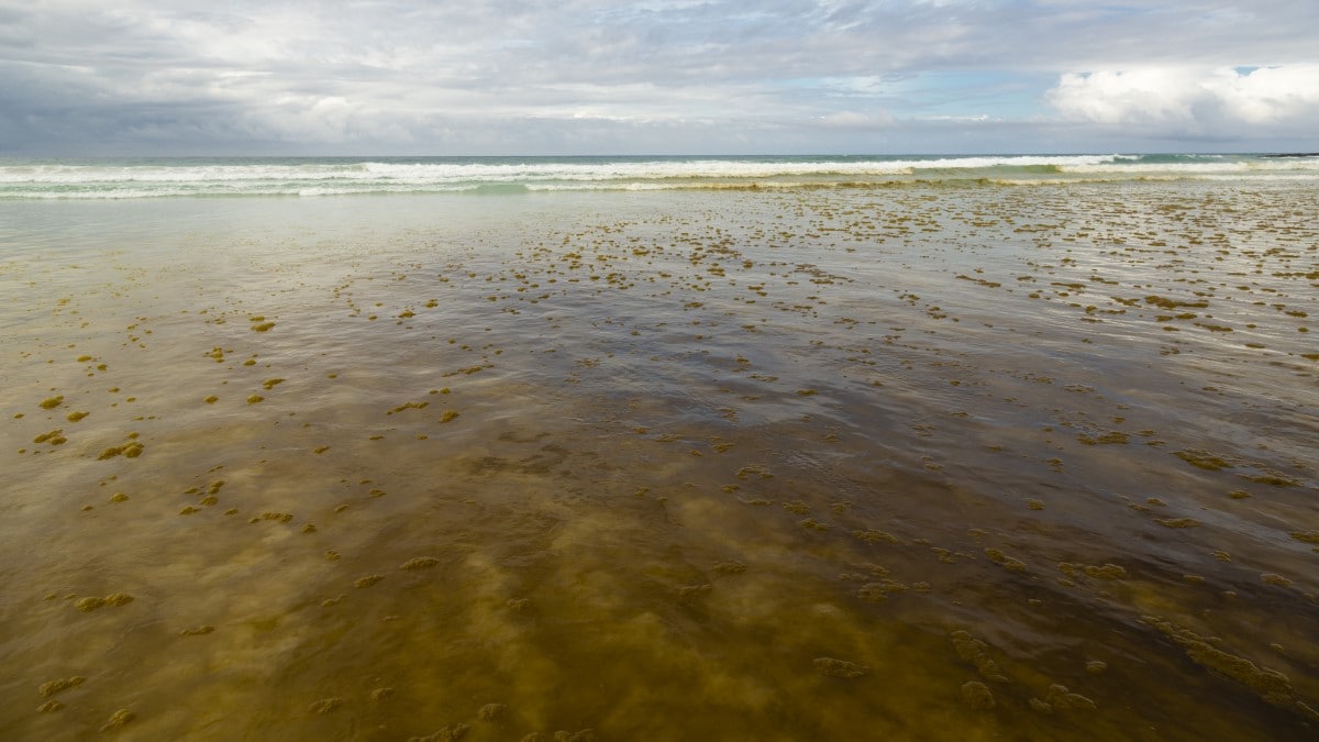 Ocean with brown-red algae in the water