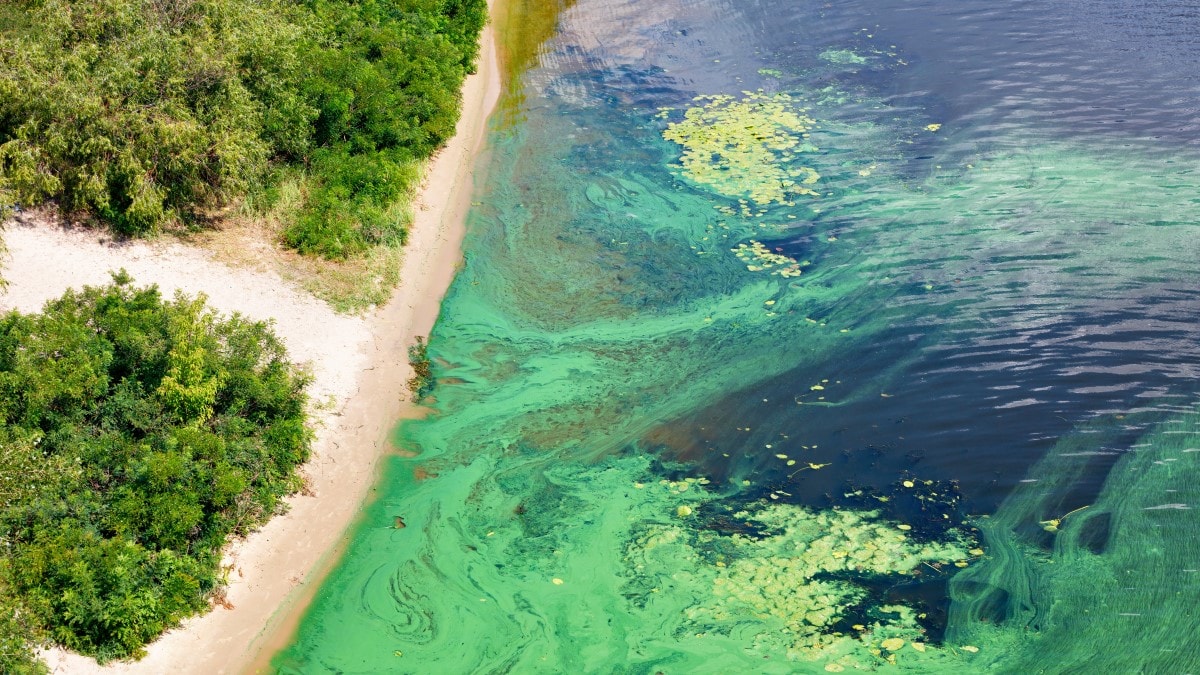 Aerial view of water with streaks and mats of bright green algae along a sandy beach with green plants