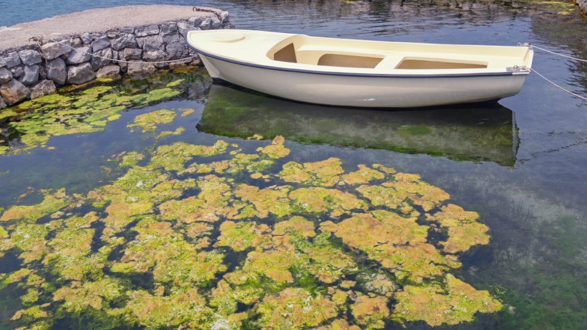 Small boat near a stone dock floating next to clumps of algae in water