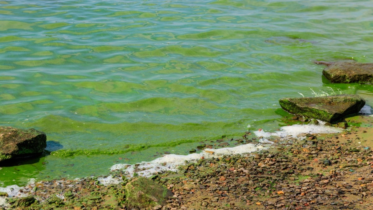 Agua de lago verde subiendo por la costa de arena. Las piedras en la costa tienen lama.