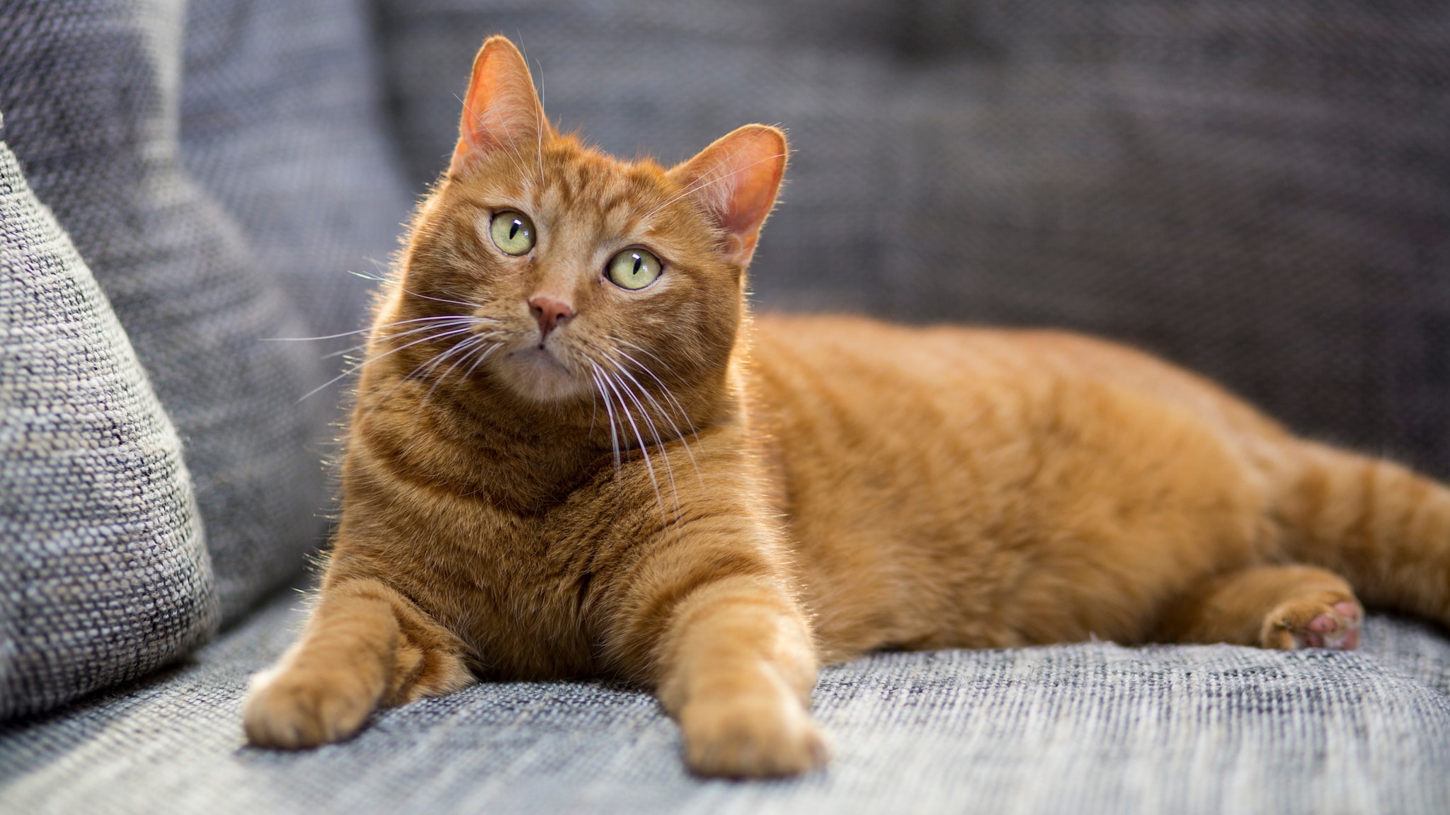 An orange cat on a gray sofa